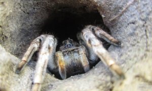 Паук-волк выглядывает из норы