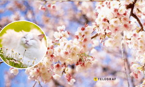 Кот и деревья весной