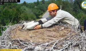 Орнітолог Віталій Казанник повертає перше лелеченя у гніздо після кільцювання. YouTube-канал "Лелека Грицько". Скриншот