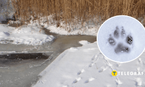 Следы хищников на снегу