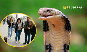 На Киевщине нашли "кобру"