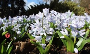 Весенние первоцветы