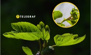 В Украине насекомые уничтожают грецкие орехи