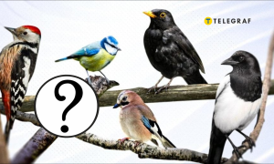 Птахи України