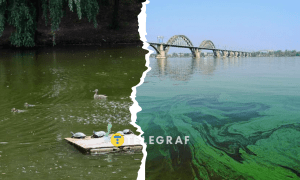 Вода перетворюється на «зелену кашу»