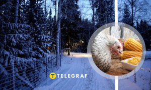 Чим не можна годувати курок у холод