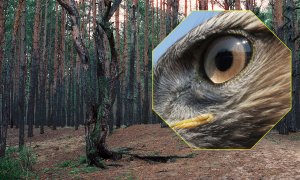 У лісах Києва можна знайти рідкісних хижих птахів