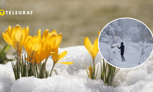 Цветы и снегопад