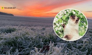 Заморозки припадають на початок квітня