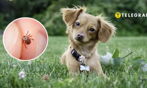 Домашние любимцы уязвимы к членистоногим