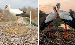 Аисты. Фото с камеры видеонаблюдения за гнездом