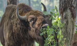 Зубр в лесу