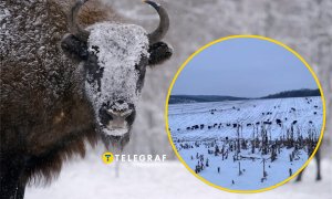 Зубры в Винницкой области