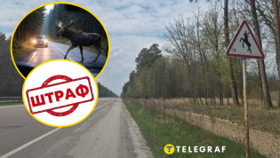Такие животные защищены законодательством