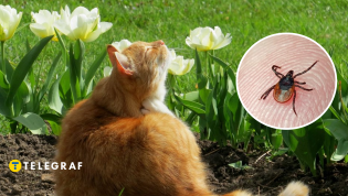 Членистоногие опасны для животных