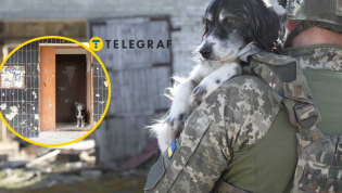 Небольшие собаки лучше адаптируются к угрозам войны