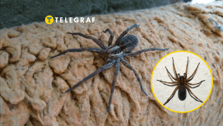 Паук-волк отличается от своих сородичей тем, что не плетет паутину