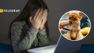 В Киеве скандал из-за жестокого обращения с животными