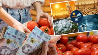 В Украине стоимость главного овоща лета летит вниз