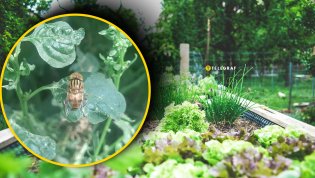 Насекомые-вредители