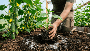 Триходерма защитит ваши посевы