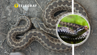 Степная гадюка раньше была распространена по Украине