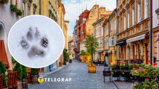 Дикое животное увидели в городе