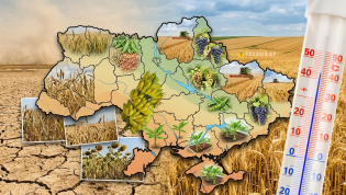 Какие культуры вытеснят традиционные