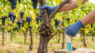 Что такое бактериальный рак на винограде и что делать