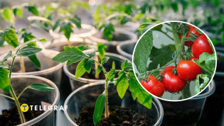 Коллаж "Телеграфа"