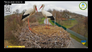Грицик и Одарка. Фото с камеры видеонаблюдения за гнездом