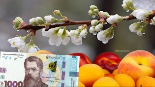 Косточковые пострадали больше всего