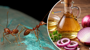 Насекомые могут забыть дорогу к вашему дому