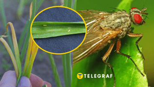 Период с конца апреля и по май может быть самым опасным для урожая