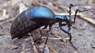 Ядовитый жук майка