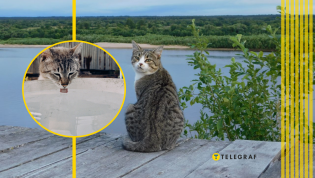 Кошачьи умеют плавать