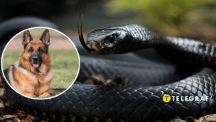 Собака и пресмыкающийся