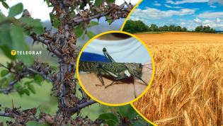 Гигантское насекомое на земле турок вспыхнуло сеть — стоит ли его бояться украинцам