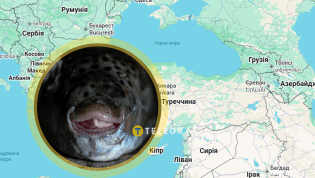 Рыбу Lagocephalus sceleratus уже массово ловят в Средиземном море и в соседних с Украиной странах