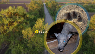 Мифическая чупакабра