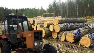 Лесозаготовка