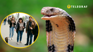 На Киевщине нашли "кобру"