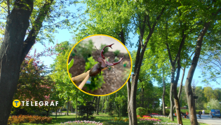 Насекомое можно встретить в не только в парках и лесах, но даже в городском дворе