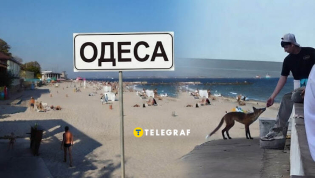 Не просто лис, а местная звезда