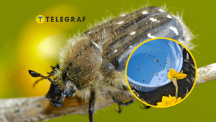 Оленка может нанести существенный ущерб цветочным культурам