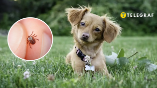 Домашние любимцы уязвимы к членистоногим