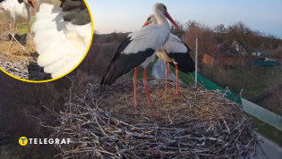 В гнезде сложилась новая пара