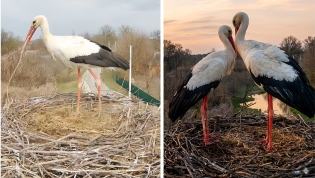 Аисты. Фото с камеры видеонаблюдения за гнездом
