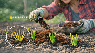 Пожелтевший зеленый лук