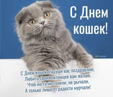 Милые и замурчательные поздравления с Днем кошек в прозе, стихах и СМС - Толк 